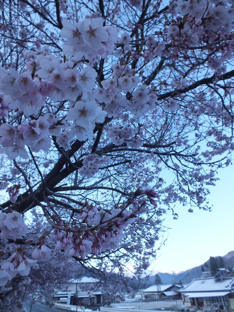 雪桜