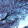 雪桜