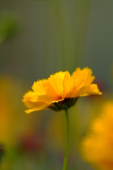 yellowmagic