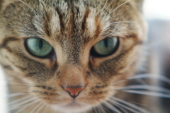 CatsEye☆
