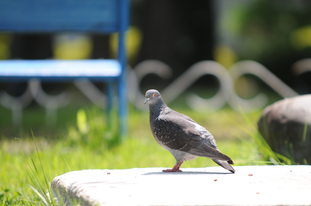 幸せの鳩