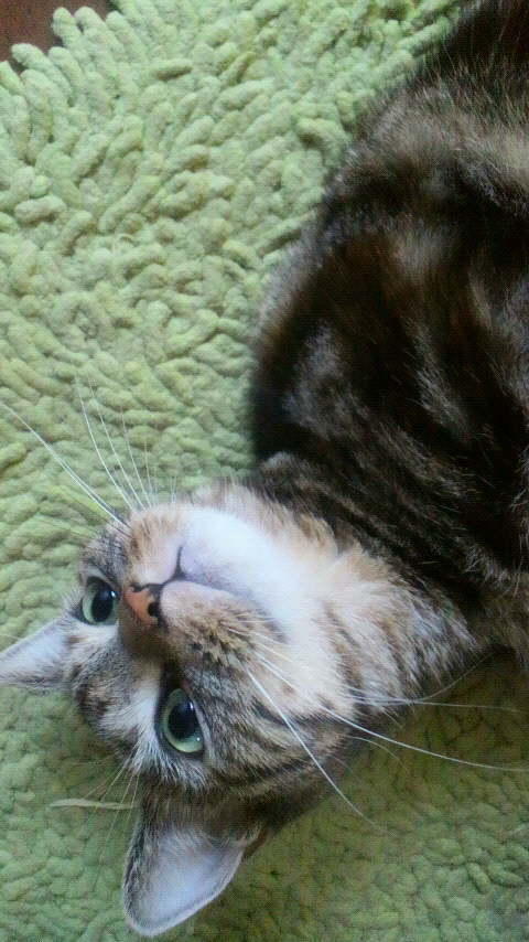 ゴロンチョ！