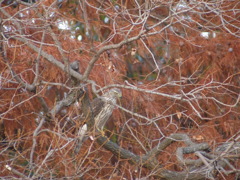 オオタカ幼鳥　20131209
