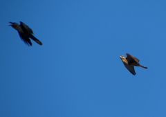 ノスリとハシブトガラス　20140110