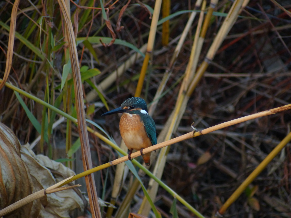 夕方のカワセミ　20131206