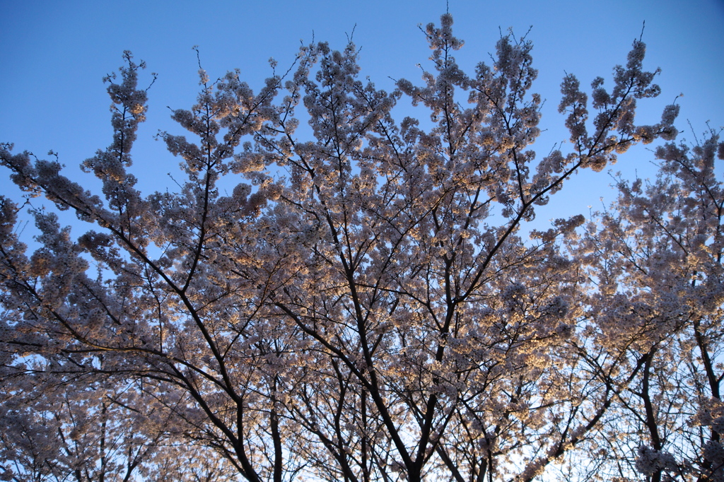 2015 桜 その3