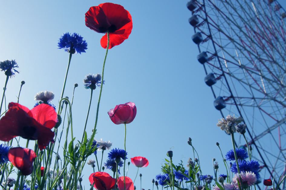 Ferris wheel_001