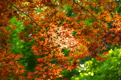 Red Leaves