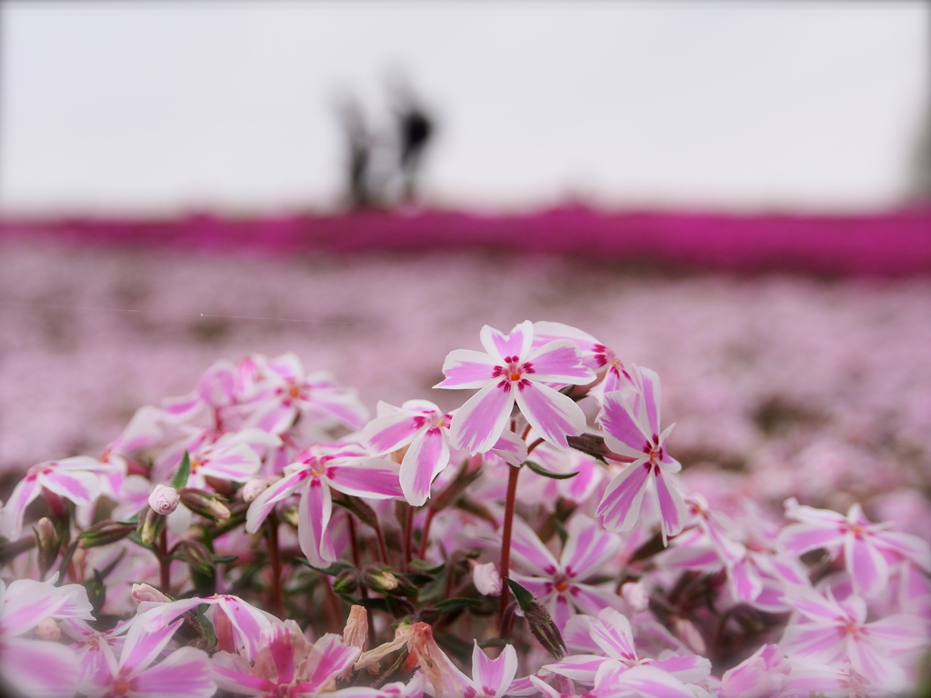 2015_芝桜_その3