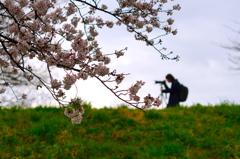 2016_0403_多摩川の桜とカメラマン