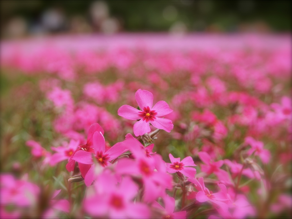 2015_芝桜_その2