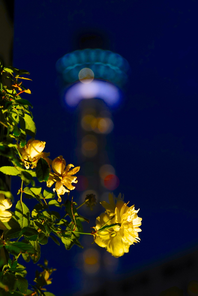 The floral end