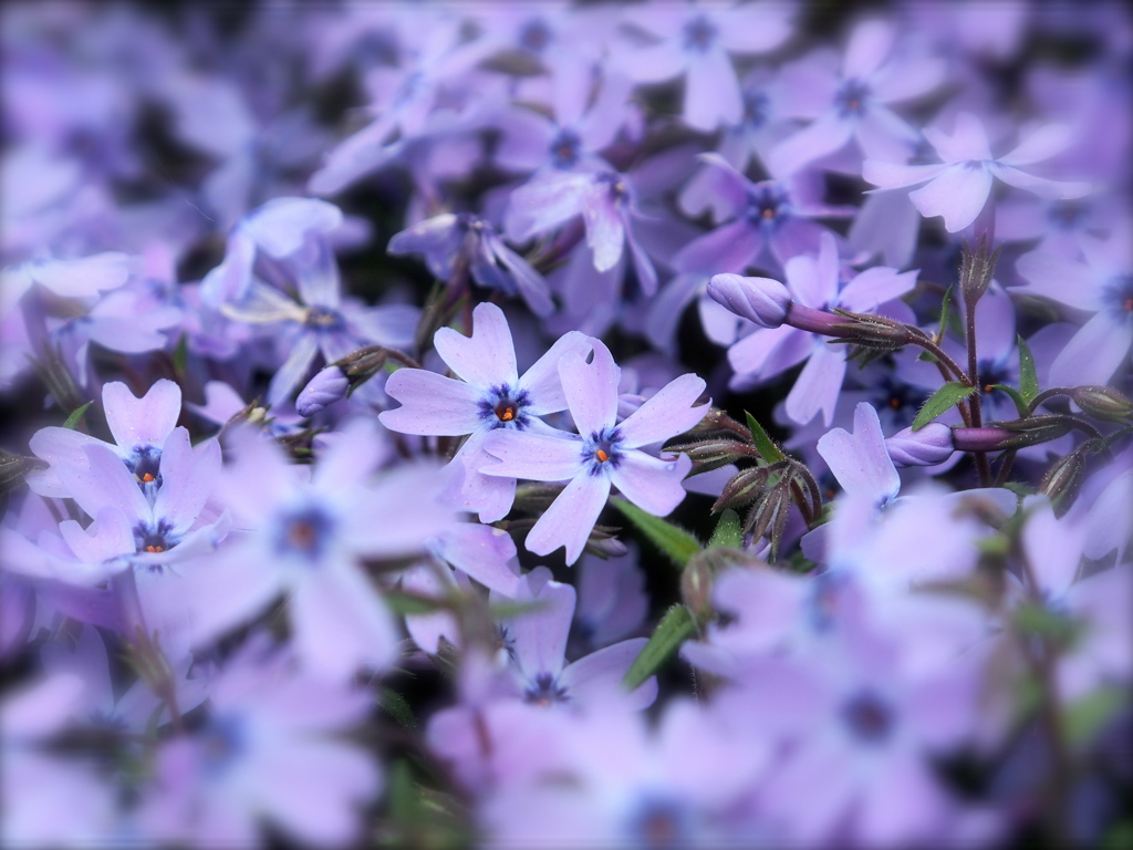 2015_芝桜_その1