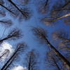 Metasequoia