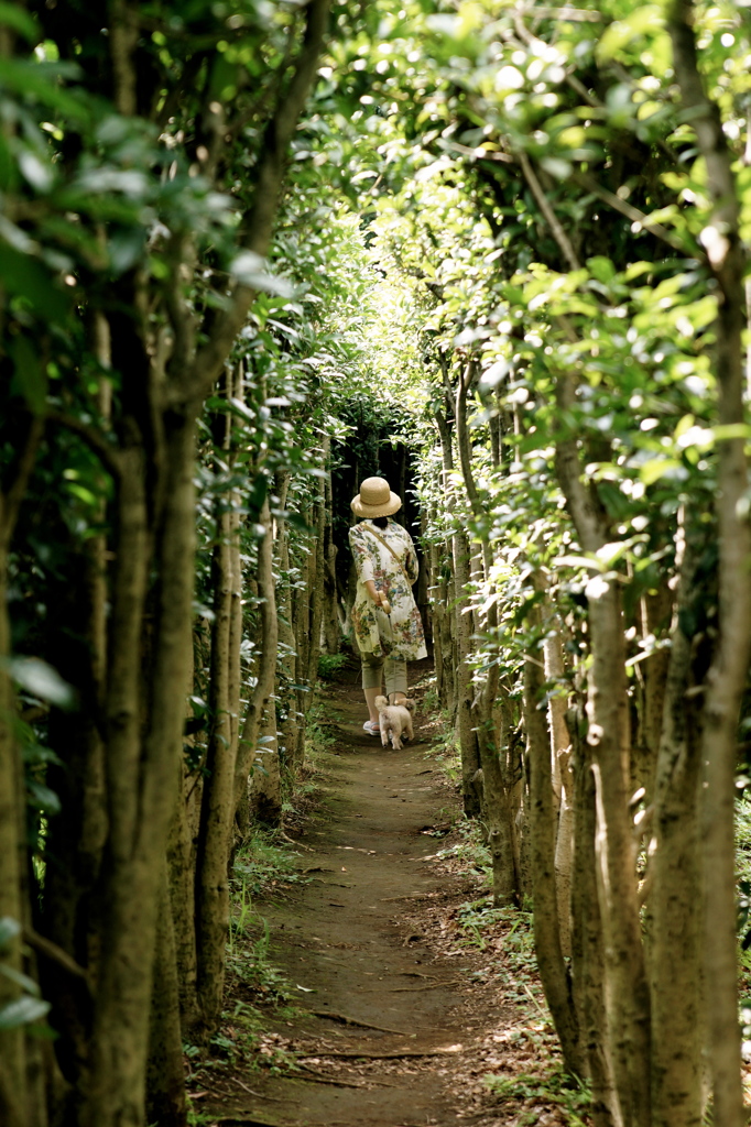 Green tunnel 