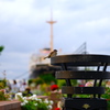 横浜の雀