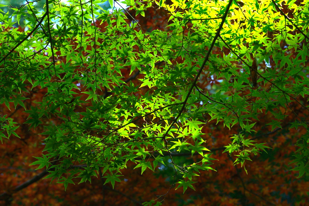 Green Leaves