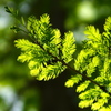 Metasequoia New Green