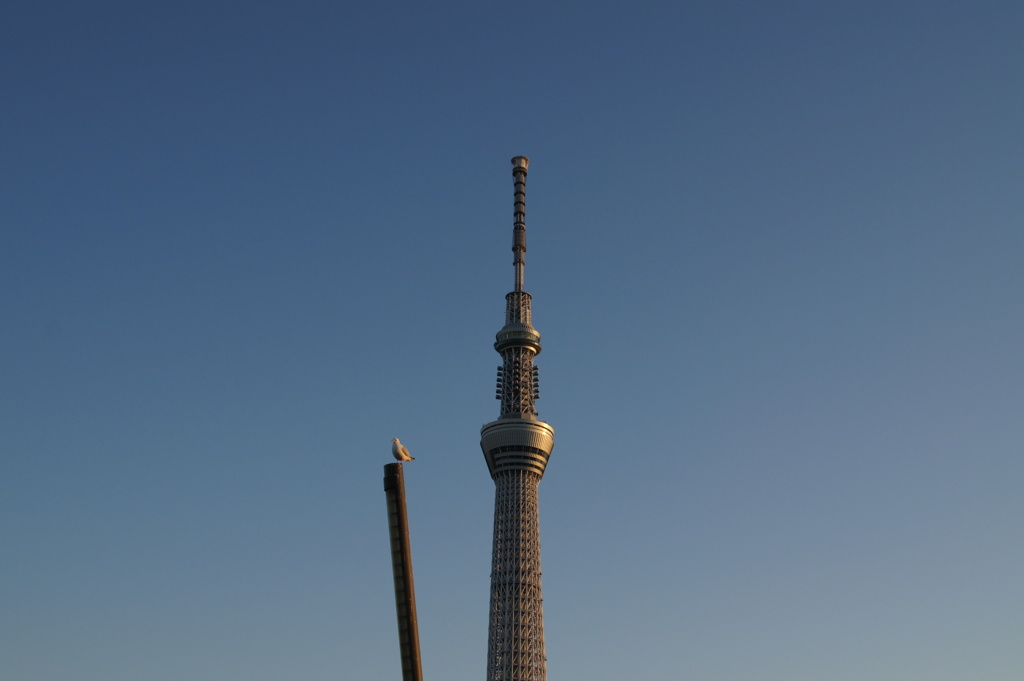 SkyTree&Seagull