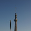 SkyTree&Seagull