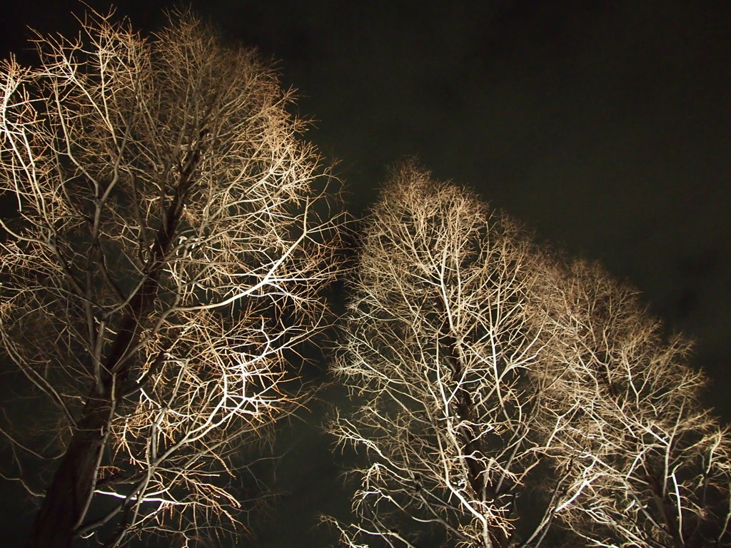 Metasequoia_Part2