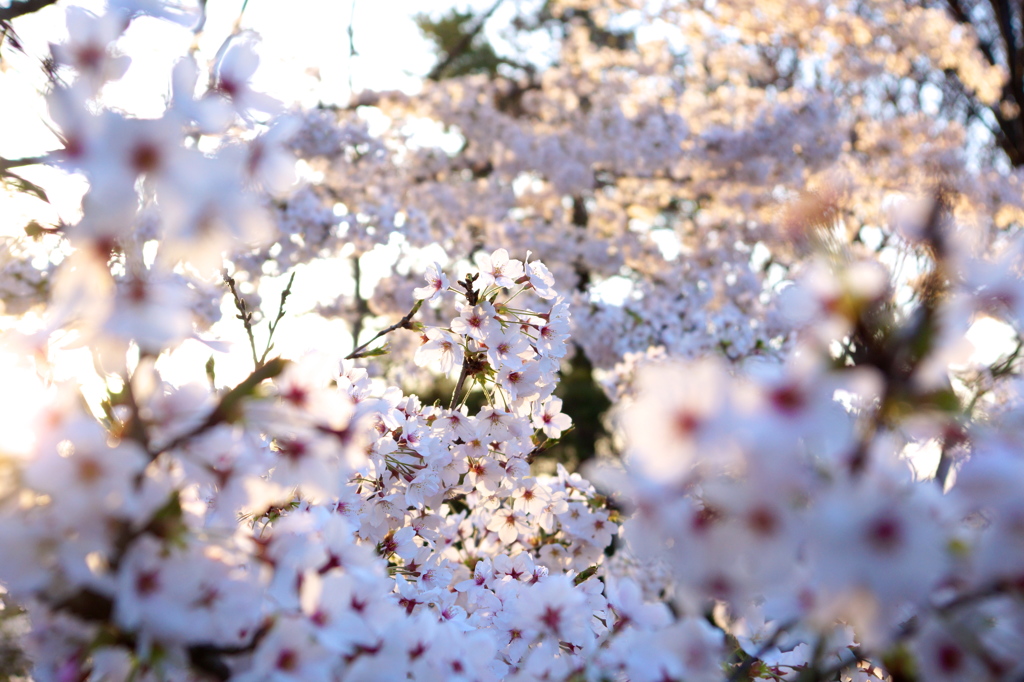 2015 桜 その2