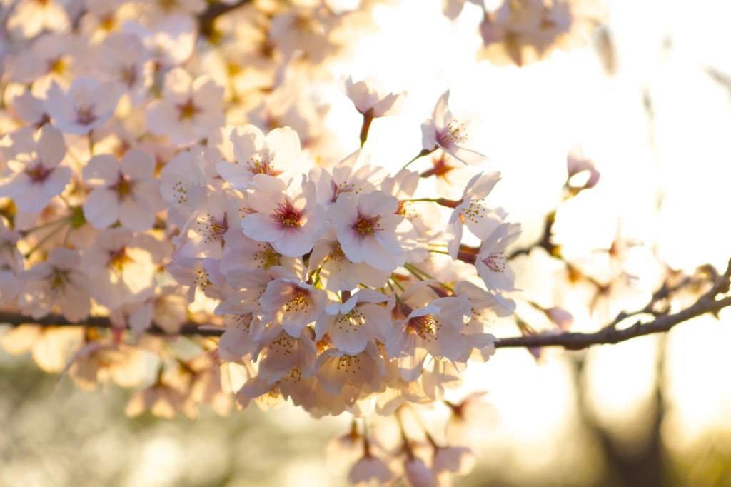 2015 桜 その1