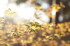 2015 新芽 紅葉 その2