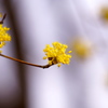 2017_サンシュの花