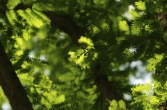 Metasequoia Reprise