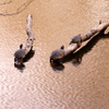 Turtles