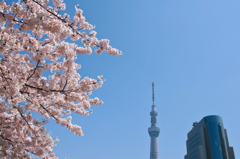 桜とスカイツリー