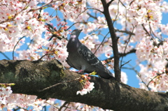ハトが見上げる空