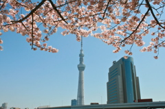 スカイツリーと桜3