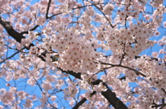 隅田公園の桜