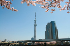 スカイツリーと桜2