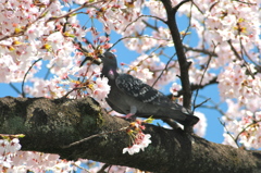 ハトと桜