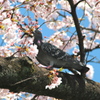 ハトと桜