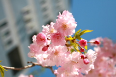 モモの花