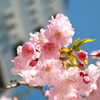 モモの花