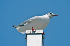 東京都の鳥　ユリカモメ