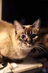 ねこです。。。