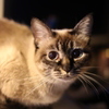 ねこです。。。