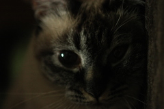 ねっこねこ