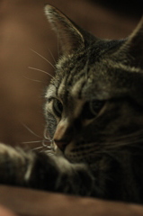 ねっこねこ４