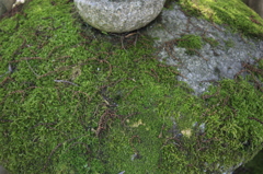 こけ２
