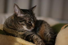 ねこです。