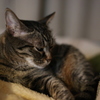 ねこです。