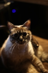 ねこです。。