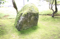 石が生えた